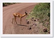 03LakeManyara - 25 * Impala.